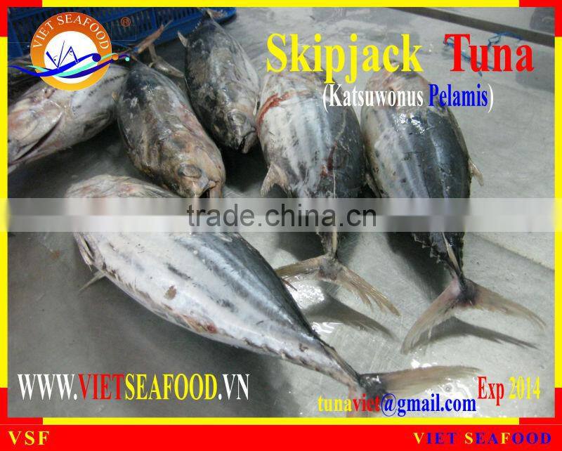 FROZEN SKIPJACK TUNA WHOLE ROUND