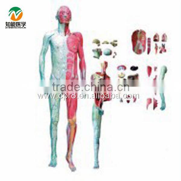 BIX-A1028 Human body Layer dissection with viscera model