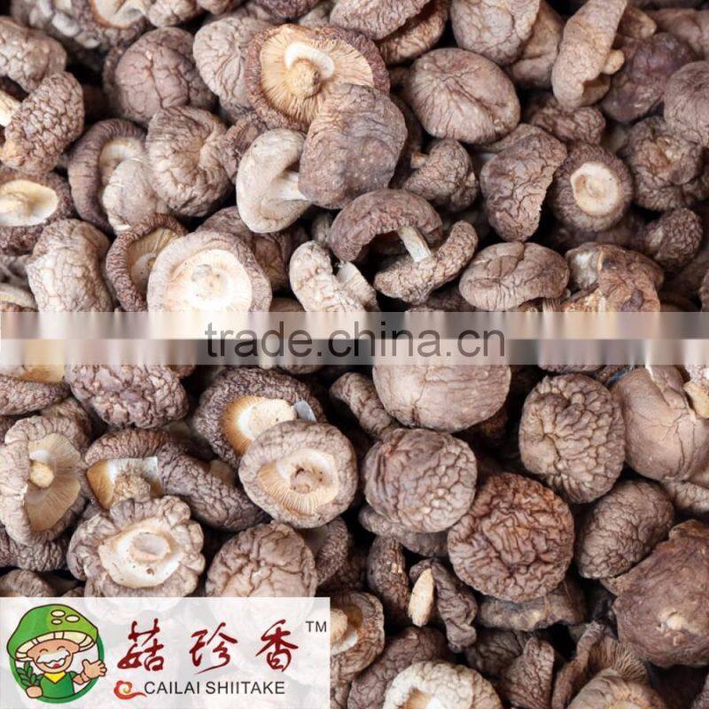 AA quality tea flower shiitake