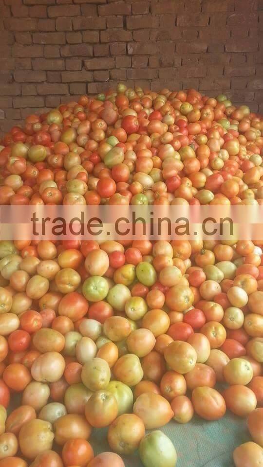 Red Jumbo F1 Hybrid Tomato Seeds