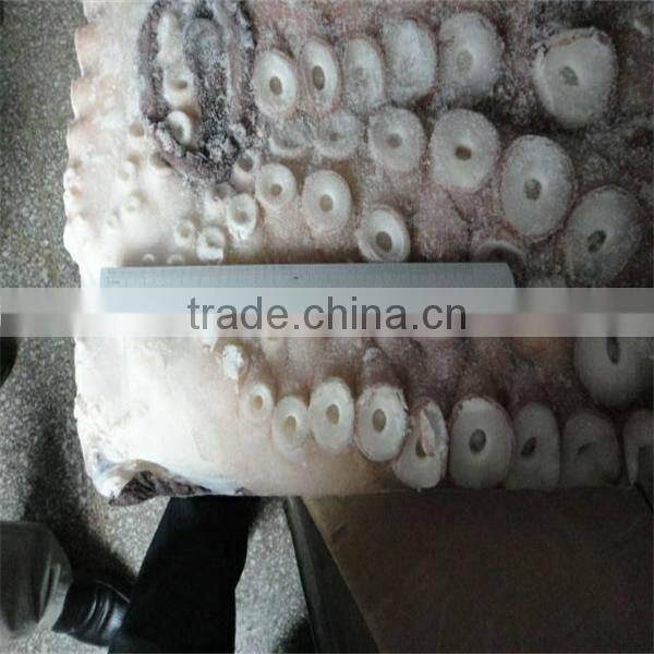 best sea frozen octopus vulgaris