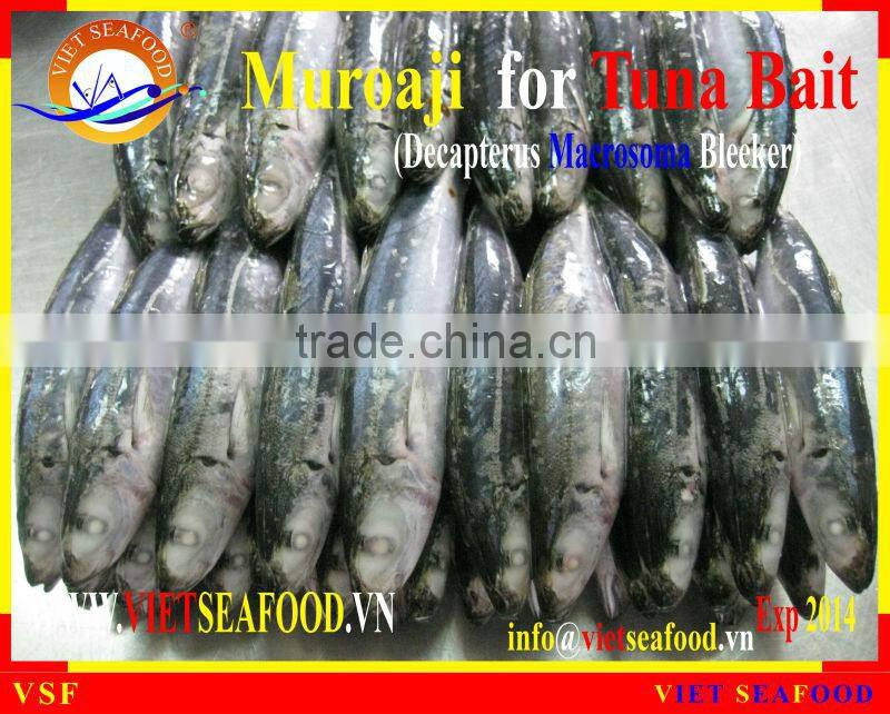 FROZEN MUROAJI FOR TUNA BAIT