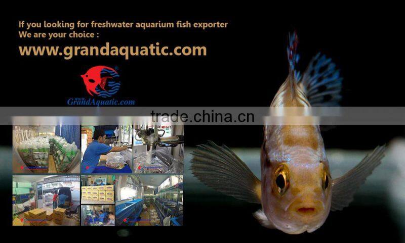 Ogon Koi carp fish wholesale in Thailand