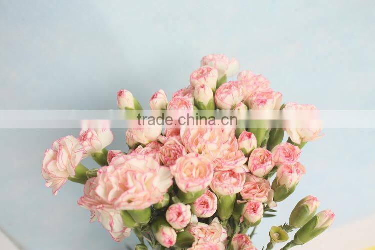 Good smell crazy selling 2015 hottest fresh carnation flower
