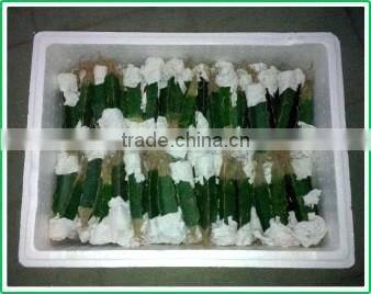 mini grafted cactus succulent ornamental indoor plants bonsai nursery echinocactus grusonii cereus cacti