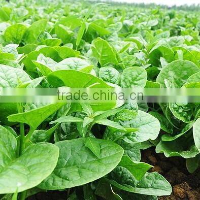 Malabar spinach seeds vegetable seeds for planting