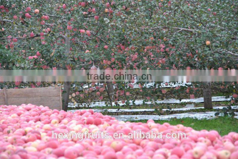 Fresh Red Shanxi Qinguan Apples Import From China