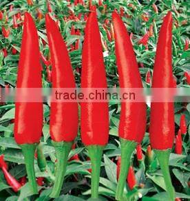 Hybrid F1 Red Hot Pepper Seeds Chili Seeds For Sale-Brightness Red 100