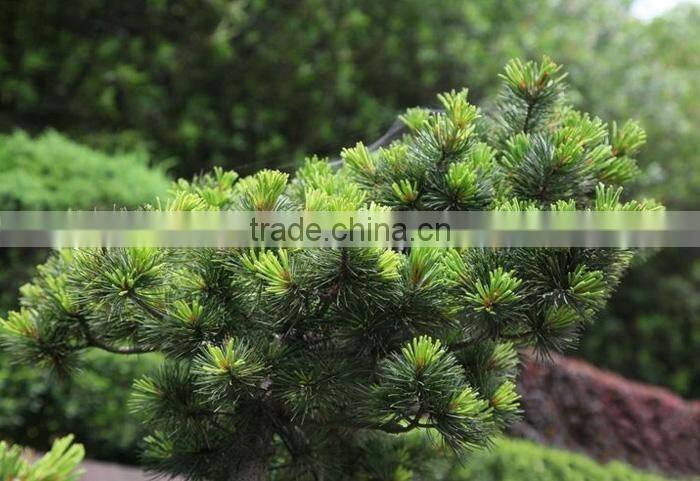 The decoration plant Pinus parviflora seedling