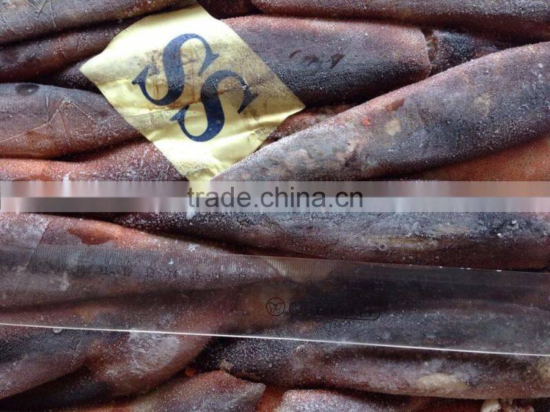 Illex Squid Seafrozen