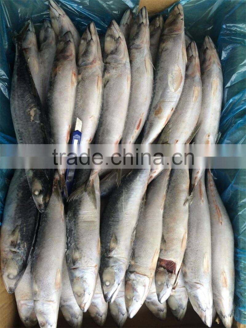 Frozen mackerel 200-300g W/R scomber japonicus