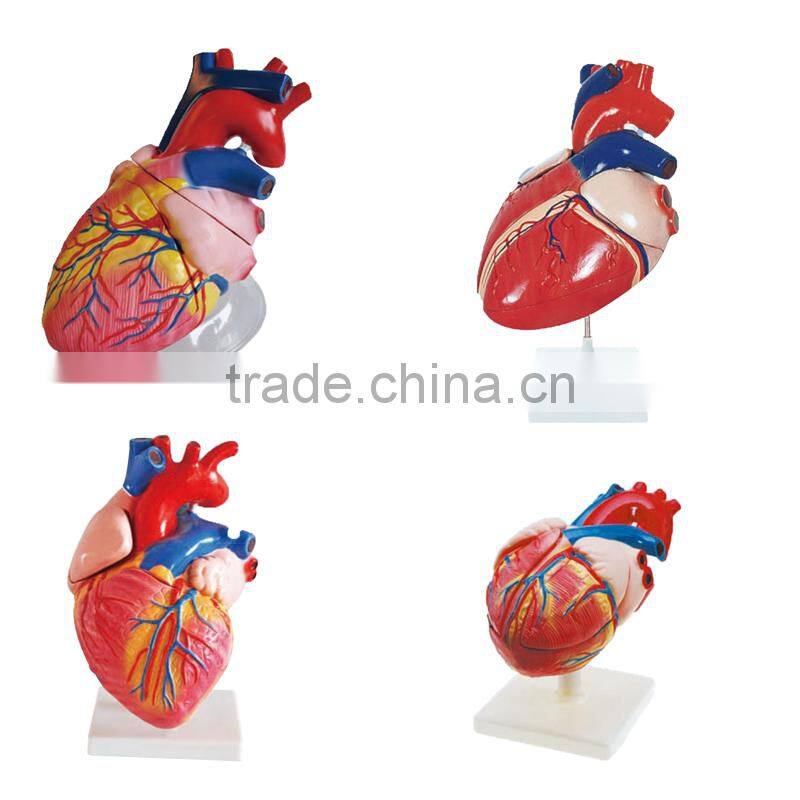 Student Anatomy Human Heart Model