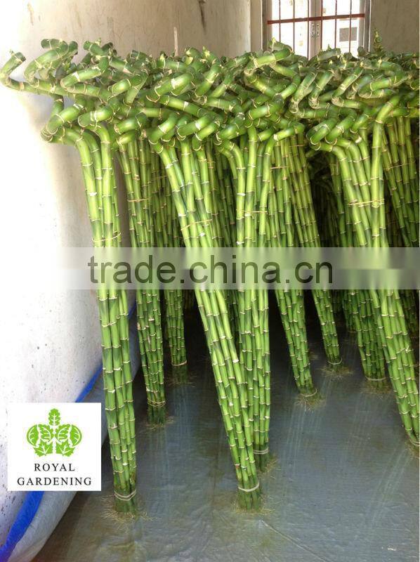 Lucky bamboo ( Dracaena Sanderiana) Spiral shape factory