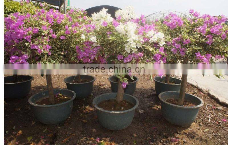 Bougainvillea spectabilis
