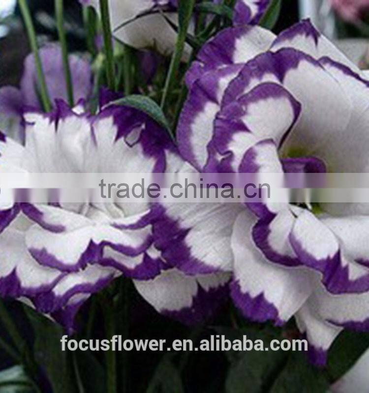 Beautiful Purple Ring Eustoma Flowers For Export