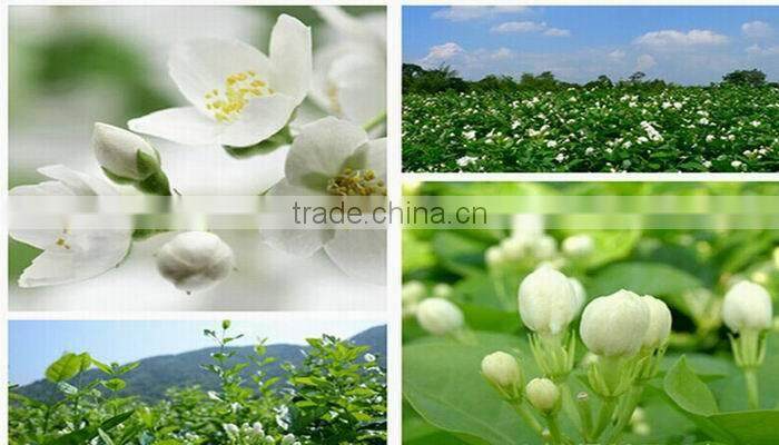 China famous tea,organic jasmine green tea benefit