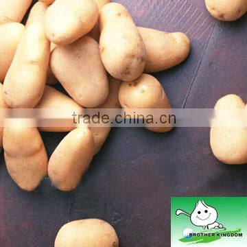 new crop fresh potato