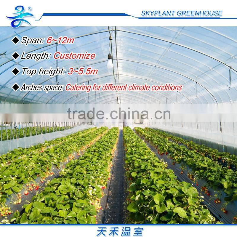 Tunnel Poly Greenhouse for vegetables