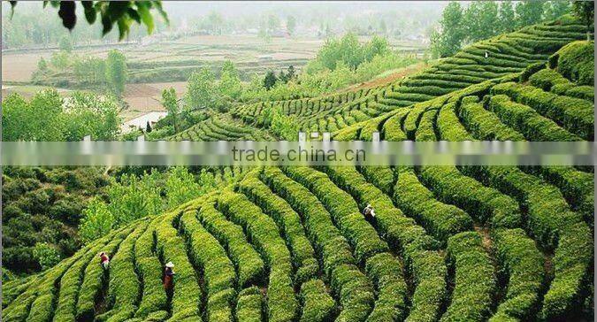 Bag tea material tea powder and fannings