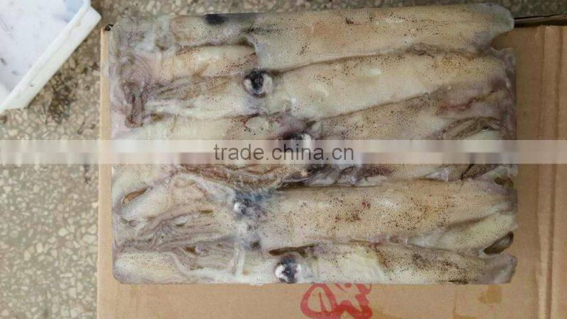 frozen whole round squid