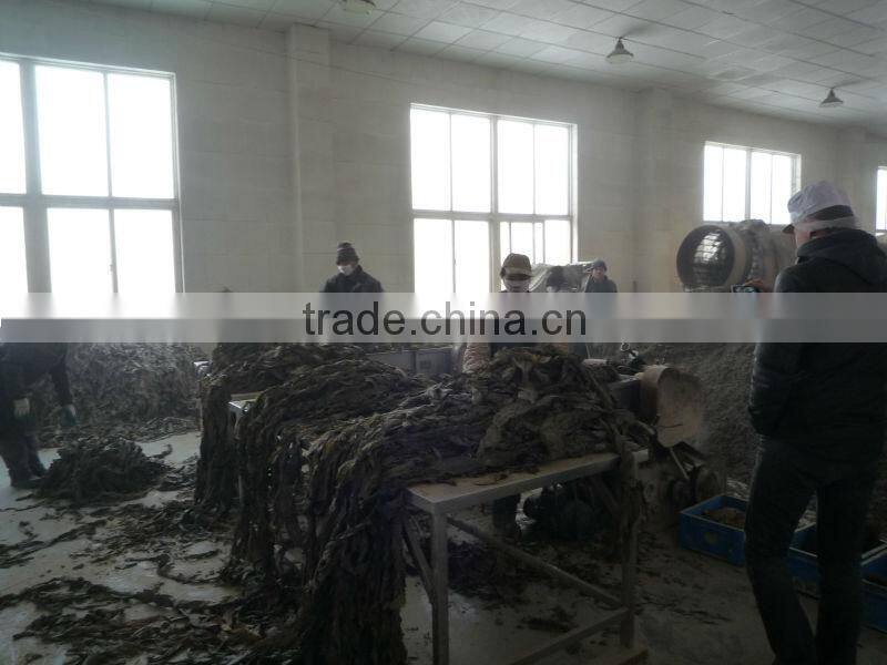 2014 Naturally sun dried and thermal dried cut sea kelp