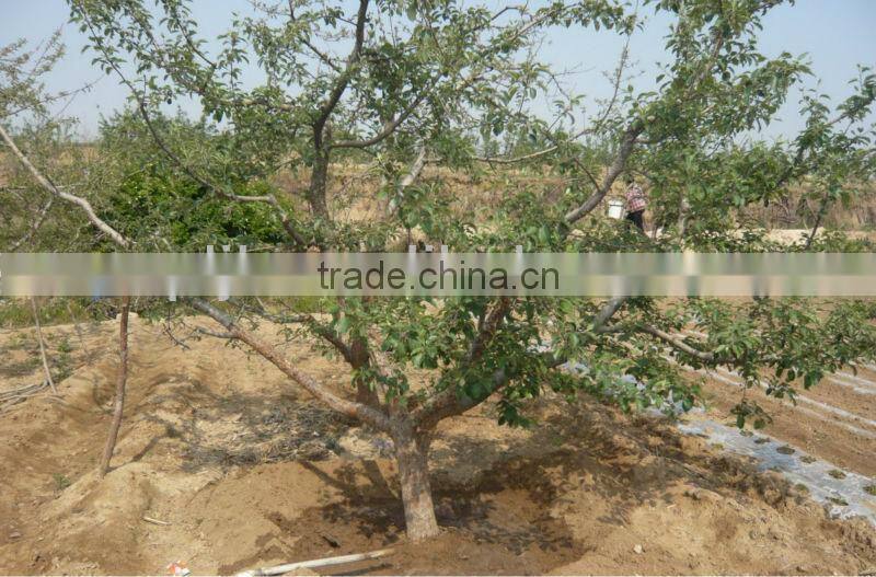 Seaweed extract organic liquid root bio fertilizer organic NPK fertilizer