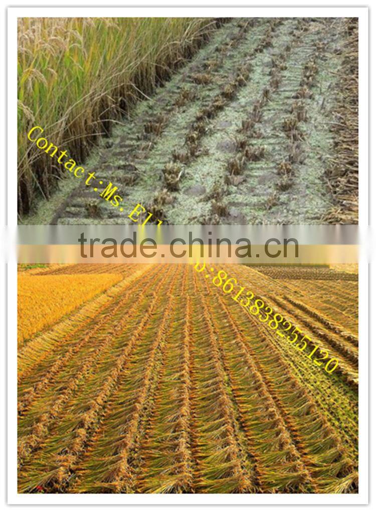 Farm using mini wheat crop cutting machine in Veitnam