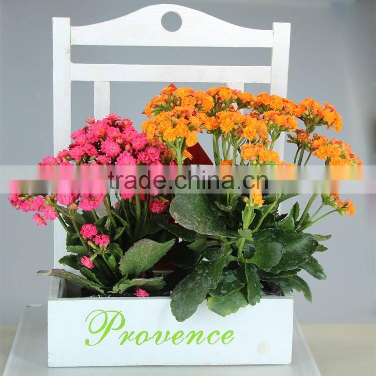 White wooden pots garden and succulent plant pot