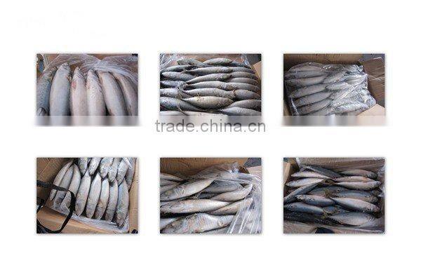 Frozen Mackerel fish