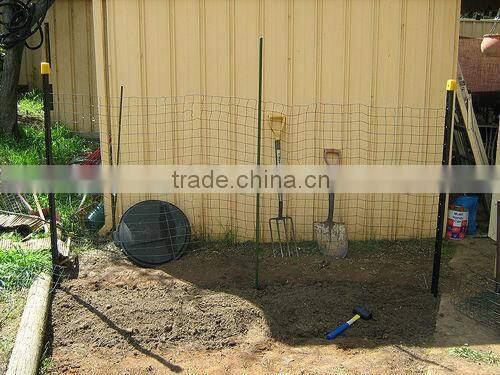 Black painted Australia star picket