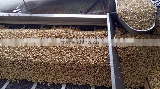 shandong peanuts roast peanut in shell price