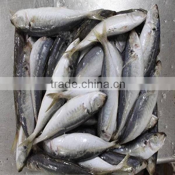 wholesale fish horse mackerel