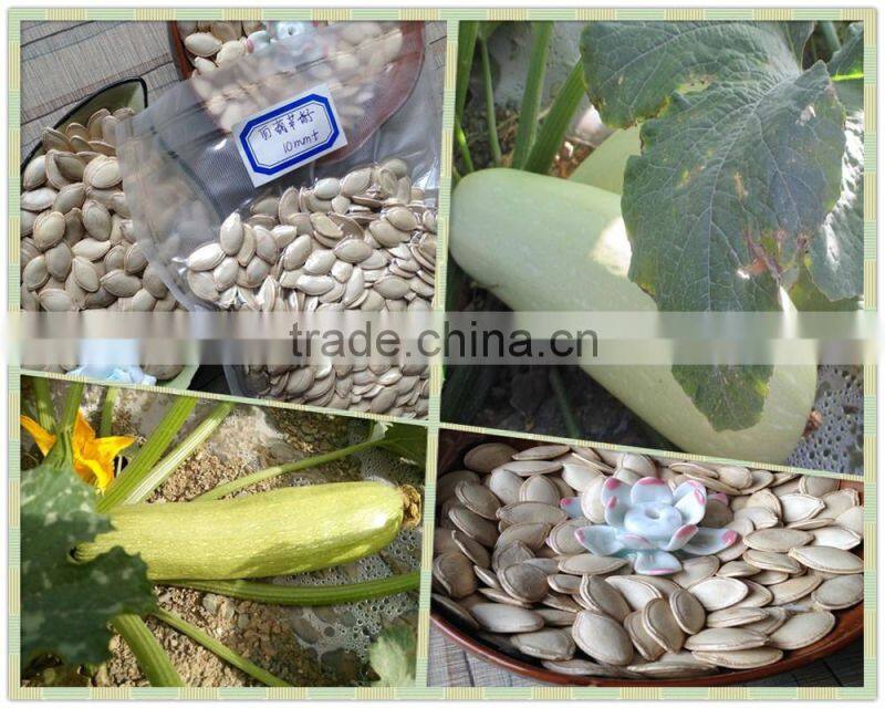 High Quality Wholesale Shine Skin Pumpkin Seeds