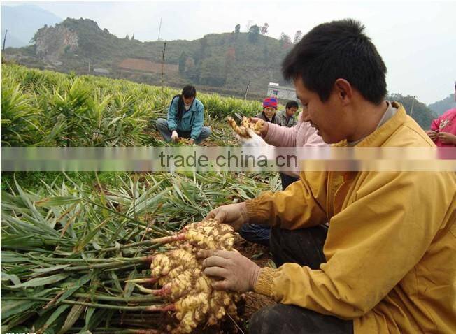 Market price for big ginger