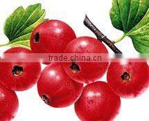 Sell High Quality Hawthorn Berries Capsule Flavonoids