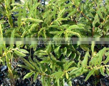 Supply Natural Cassia Nomame Extract With Flavanols 8%,16%