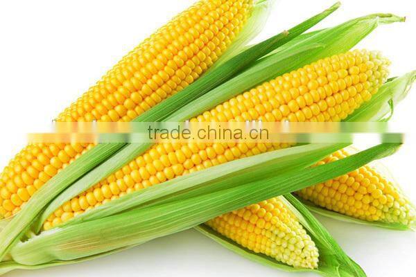NCO01 Shengchi Hybrid sweet corn seeds china vegetable seeds producer