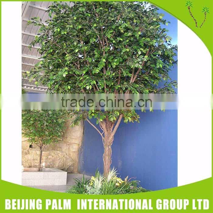 Cheap high quality big banyan tree