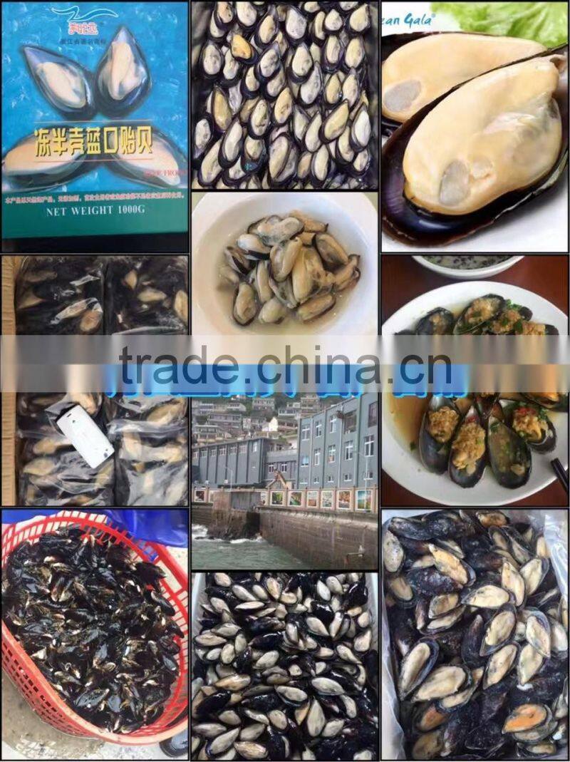 Frozen precooked half shell blue mussel