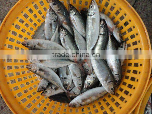 frozen good horse mackerel round scad