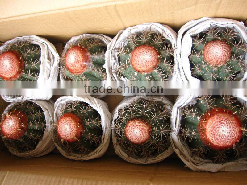 Echinocactus grusonii in box packing