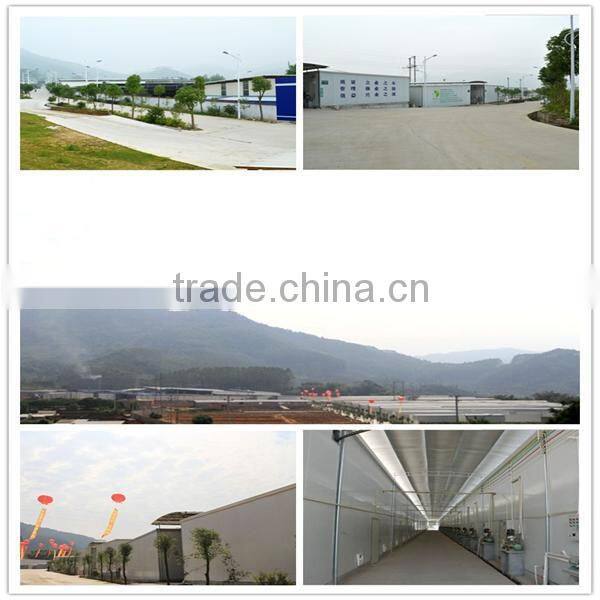 Good price of king oyster mushroom