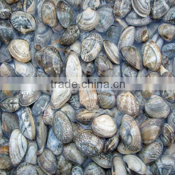 frozen boiled clam seafood