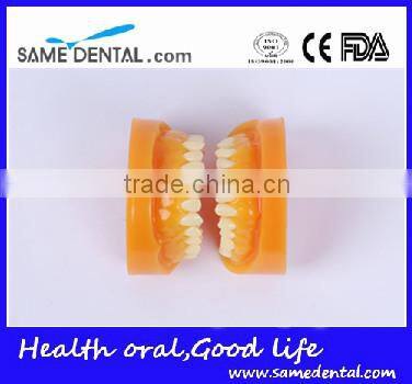Double-Color dentition model school education teaching model