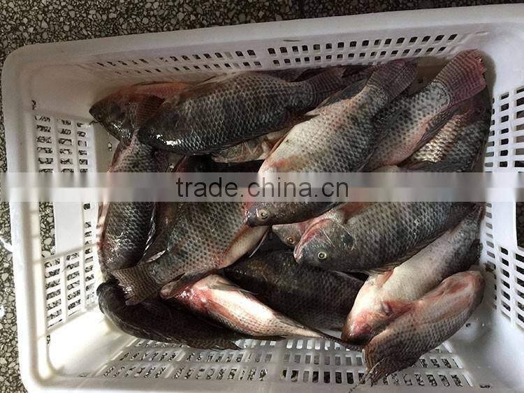 foods black frozen tilapia fish