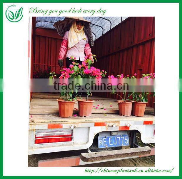 Colorful Bougainvillea Bonsai Living Tree Sales