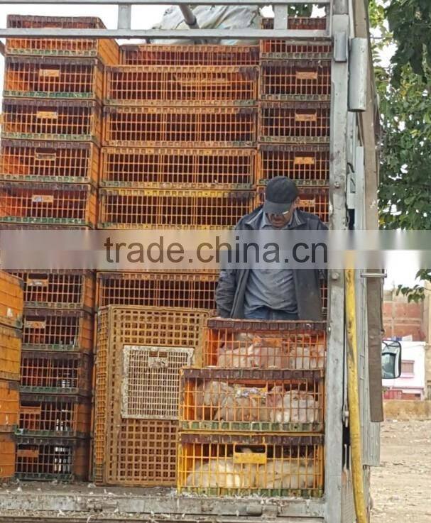 Plastic 2017 professional plastic poultry layer cage for sale made in China plastic cage bird feeders