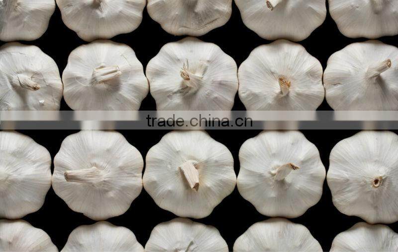 Automatic Garlic Breaking Machine|Hot Sale Garlic Clove Splitting Machine