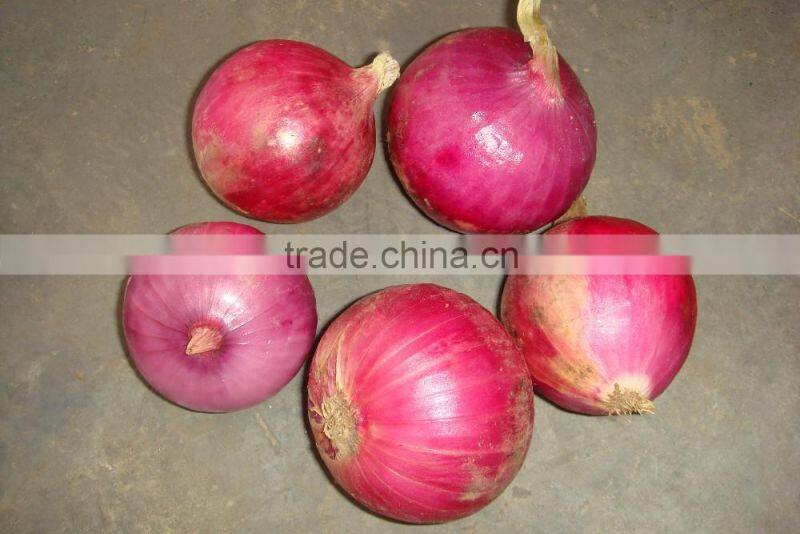 2015 new crop good quality of the onion