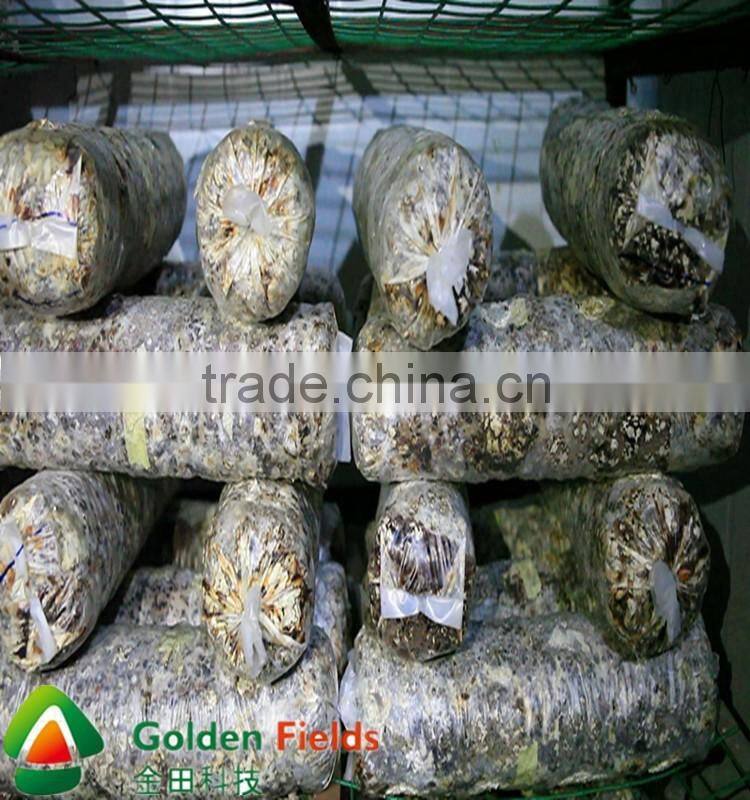 anti-cancer organic wholesale competitive shiitake mushroom export price